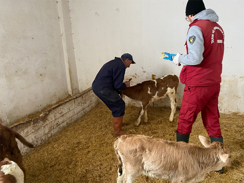 İLKBAHAR DÖNEMİ ŞAP AŞILAMA ÇALIŞMASI BAŞLAMIŞTIR